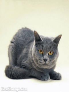 36968276.gif