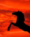 Horse.jpg