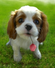 dog-002.jpg