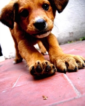 dog-003.jpg