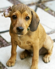 dog-006.jpg