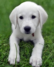 dog-004.jpg