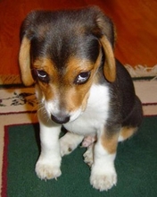 dog-011.jpg