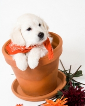 dog-015.jpg