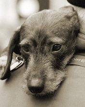 dog-019.jpg