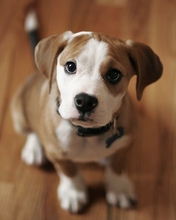 dog-023.jpg