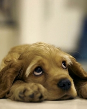 dog-022.jpg