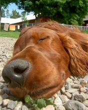 dog-021.jpg