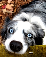 dog-005.jpg