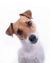dog-010.jpg